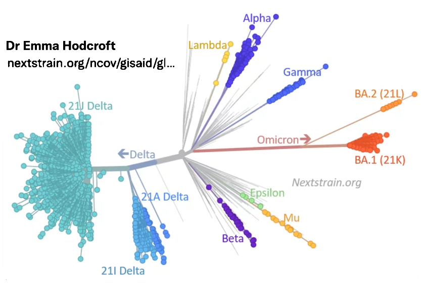 twitter-tree-hodcroft.png